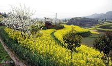 偷一个春天给你_150字