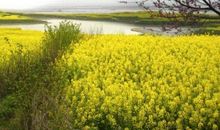 文字之后的旖旎_1000字