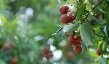 读《荔枝》有感_600字