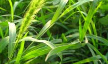 我眼中的小草_450字