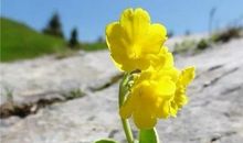 每个人都是生命的奇迹 _1000字