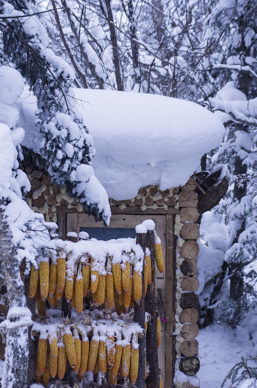 雪上的组成：雪_450字