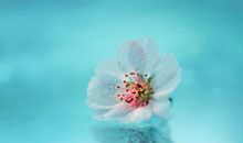 等待花香、等人生_600字