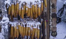 关于大雪的作文：大雪_2000字