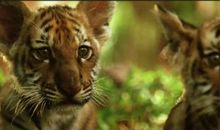 观《虎兄虎弟》有感_800字