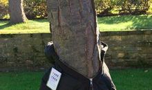 给小树穿冬衣_250字