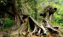 阿里山和姐妹谭说_600字