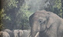 初三读后感作文：《红奶羊》_800字