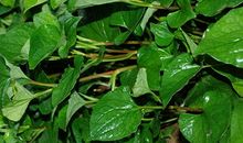 鱼腥草的作用_2000字