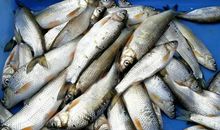 一条鱼最后的心愿_1200字