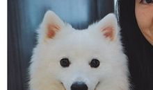 我家的宠物_450字