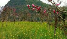 离别的情思_750字