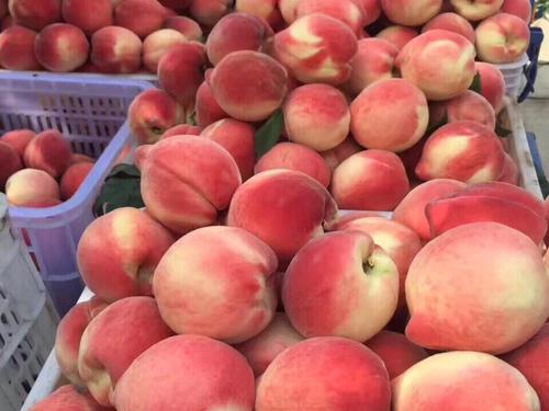 甜美和美味的桃子_350字