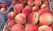 香甜可口的桃子_350字