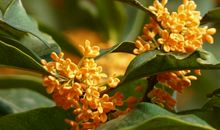 [PK赛]关于秋天的作文：芬芳的桂花_300字