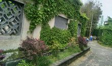 想念爬山虎_2000字