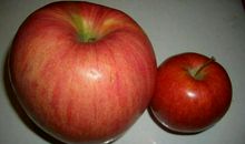 我喜欢吃的水果------苹果_100字