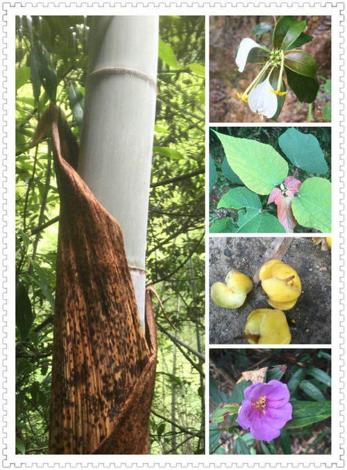 中秋节夜访月_400字
