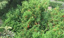 我爱校园的枇杷树_250字