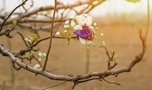 我爱家乡的梨园_250字