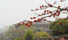 校园的木棉树_750字