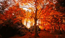 [PK赛]关于秋天的作文：健身步道秋日游_700字