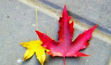 秋天的颜色_250字