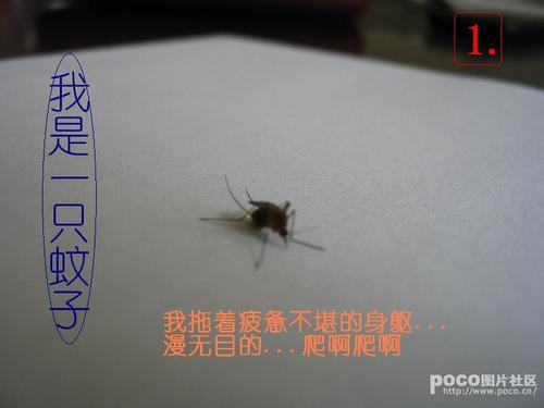 我是蚊子_500字