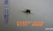 我是一只蚊子_500字