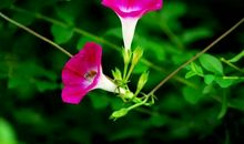 牵牛花，小喇叭_400字