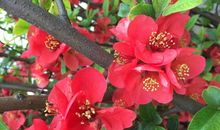 我心目中的海棠花_900字