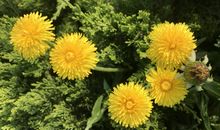 多彩的春雨_700字