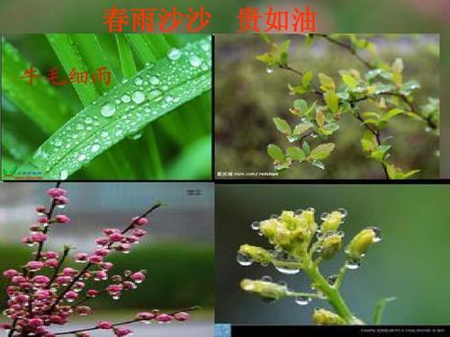 春天发现 - 春雨_150字