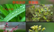 春天里的发现——春雨_150字