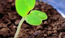 春雨，滴醒了沉睡的大地_650字