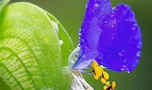 悄悄地的春雨_500字