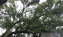 蒋氏故居游记_900字