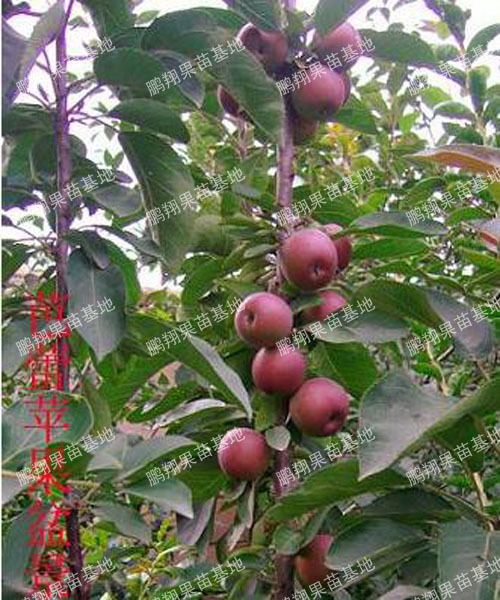 六年级组成：全谷物去皮_450字