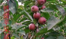 六年级状物作文：整粒剥_450字