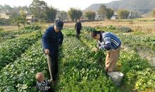 外婆家的菜园_800字