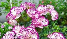 一屋的康乃馨_600字