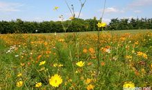 关于春的作文：怎样描写春天的美景_2000字