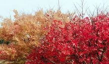 春华秋实---枫叶给我的启示_450字