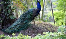 孔雀的权利_750字