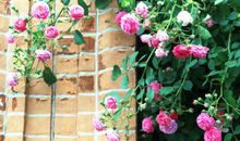 南二环边的风景——美丽的蔷薇墙_600字