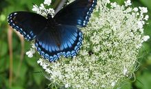 沧海蝴蝶_2000字