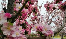 美丽的春天_2000字