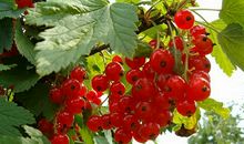 那抹初采的紫_1000字