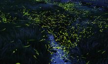 乡村的夏夜_500字