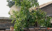 我家的小院_600字